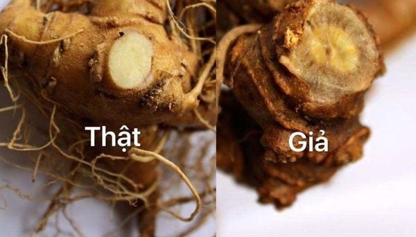 Cách nhận biết sâm Ngọc Linh thật giả không phải ai cũng biết