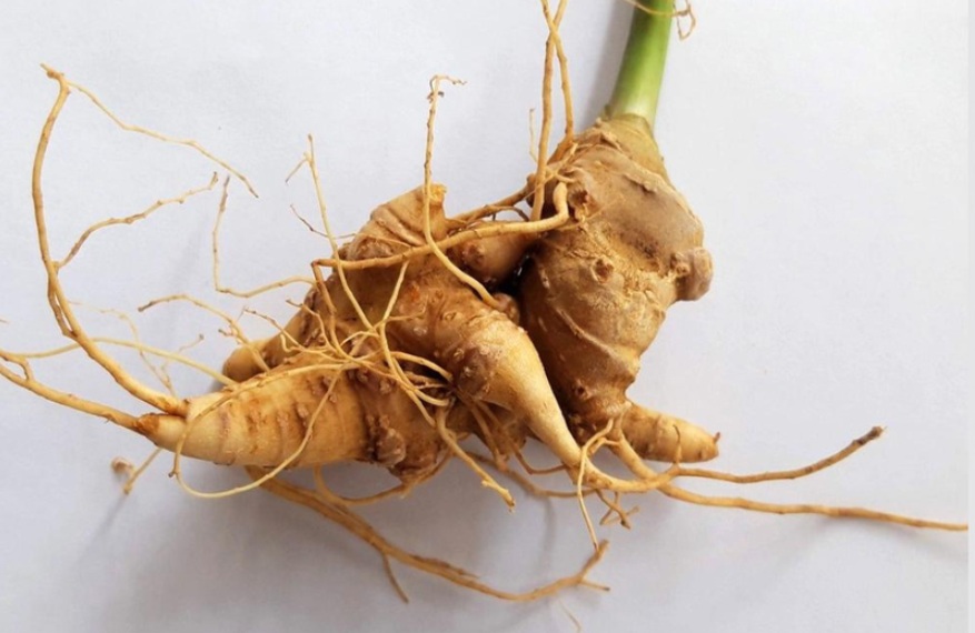 Cách dùng sâm ngọc linh hiệu quả đối với người già