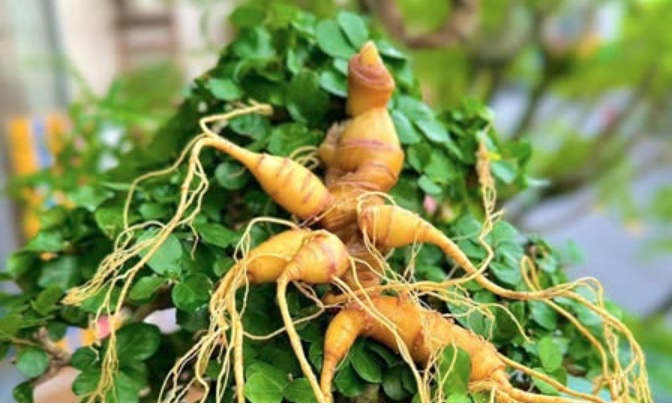 Hợp tác sản xuất dược phẩm