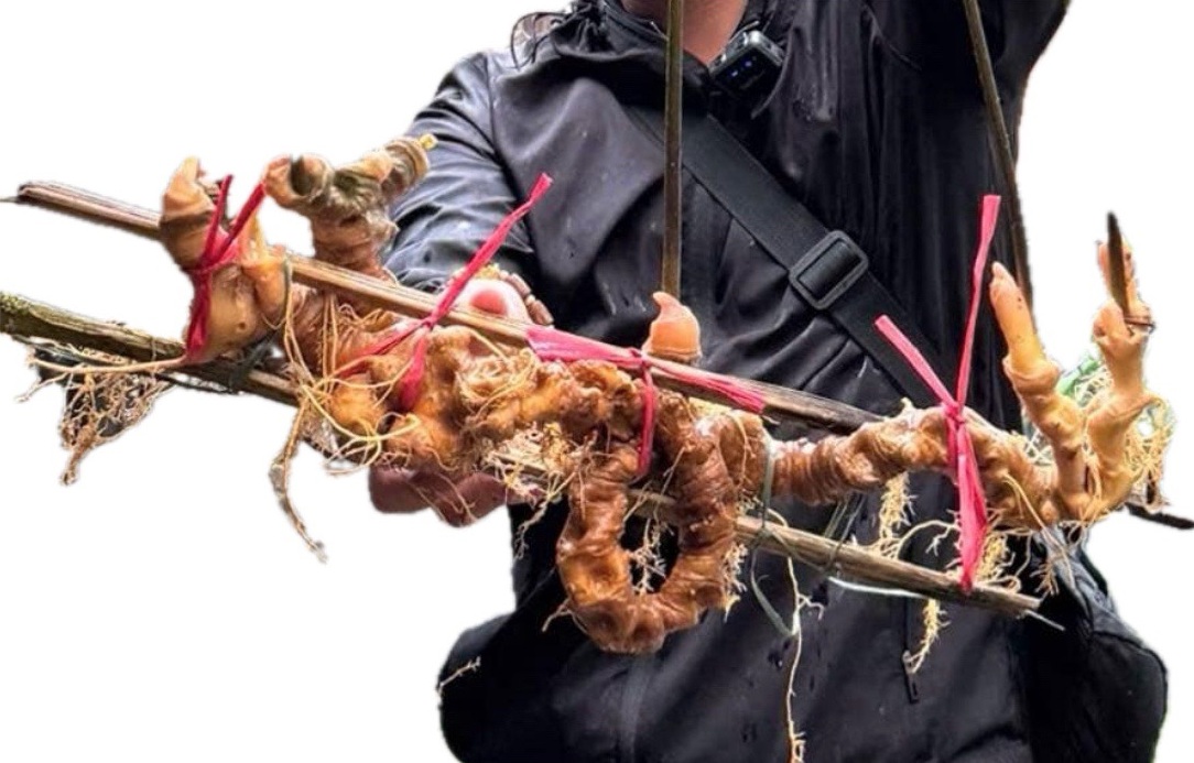 Bảo tồn quốc bảo Sâm Ngọc Linh Việt Nam